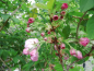 Preview: Prunus serrulata "Pink Perfection" - Japanische Zierkirsche