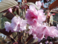 Preview: Prunus serrulata "Royal Burgundi" - Japanische Nelkenkirsche