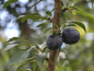 Preview: Prunus spinosa "Nittel" - Schlehe