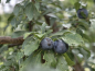 Preview: Prunus spinosa "Nittel" - Schlehe