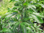 Preview: Prunus spinosa "Nittel" - Schlehe