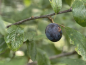 Preview: Prunus spinosa "Reto" - Schlehe