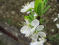 Preview: Prunus spinosa "Wienerwald" - Schlehe