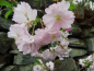 Preview: Prunus subhirtella "Fukubana" - Japanische Frühlingskirsche