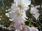Preview: Prunus subhirtella "Fukubana" - Japanische Frühlingskirsche