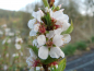Preview: Prunus tomentosa - Korea-Kirsche