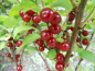 Preview: Prunus tomentosa - Korea-Kirsche