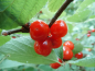 Preview: Prunus tomentosa "Orient" - Korea-Kirsche