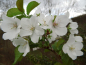 Preview: Prunus umineko "Snowgoose" - Englische Blütenkirsche