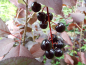 Preview: Prunus virginiana "Canada Red" - Virginische Traubenkirsche