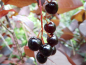 Preview: Prunus virginiana "Canada Red" - Virginische Traubenkirsche