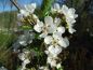Preview: Prunus cerasus x fruticosa "Carmine Jewel" - Strauch-Sauerkirsche