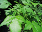 Preview: Ptelea trifoliata "Aurea" - Kleeulme
