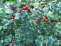 Preview: Ribes alpinum "Dima" - Alpen-Johannisbeere