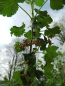 Preview: Ribes nidigrolaria "Josta" - Jostabeere