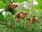 Preview: Ribes nidigrolaria "Josta" - Jostabeere