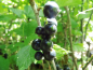 Preview: Ribes nigrum "Ben More" - Schwarze Johannisbeere
