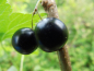 Preview: Ribes nigrum "Ben Sarek" - Schwarze Johannisbeere