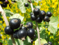 Preview: Ribes nigrum "Bona"(S) - Schwarze Johannisbeere