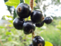 Preview: Ribes nigrum "Bona"(S) - Schwarze Johannisbeere
