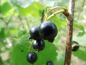 Preview: Ribes nigrum "Lissil" - Schwarze Johannisbeere