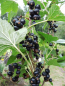 Preview: Ribes nigrum "Dr. Bauers Ometa" (S) - Schwarze Johannisbeere