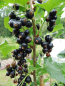 Preview: Ribes nigrum "Dr. Bauers Ometa" (S) - Schwarze Johannisbeere