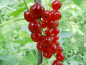 Preview: Ribes rubrum "Gerouge 2" - Rote Johannisbeere