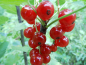 Preview: Ribes rubrum "Gerouge 2" - Rote Johannisbeere