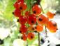 Preview: Ribes rubrum "Heinemanns Rote Spaetlese" - Rote Johannisbeere