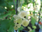 Preview: Ribes rubrum "Primus" - Weisse Johannisbeere