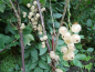 Preview: Ribes rubrum "Primus" - Weisse Johannisbeere