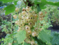 Preview: Ribes rubrum "Weiße Versailler" - Weiße Johannisbeere