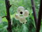Preview: Ribes rubrum "Weiße Holländer" - Weiße Johannisbeere