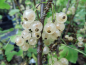 Preview: Ribes rubrum "Werdavia" - Weiße Johannisbeere