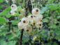 Preview: Ribes rubrum "Werdavia" - Weiße Johannisbeere