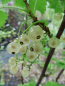 Preview: Ribes rubrum "Zitavia" - Weiße Johannisbeere