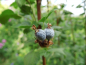 Preview: Ribes sanguineum "King Edward VII" - Blutjohannisbeere