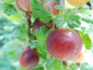 Preview: Ribes uva-crispa "Dr. Bauer`s Rokula"(S) - Stachelbeere rot