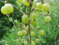 Preview: Ribes uva-crispa "Hinnonmäki gelb" - Stachelbeere gelb