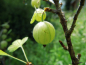 Preview: Ribes uva-crispa "Hinnonmäki grün" - Stachelbeere grün