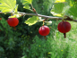Preview: Ribes uva-crispa "Hinnonmäki rot" - Stachelbeere rot