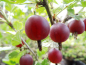 Preview: Ribes uva-crispa "Hinnonmäki rot" - Stachelbeere rot