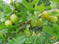 Preview: Ribes uva-crispa "Mucurines" - Stachelbeere grün
