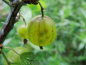 Preview: Ribes uva-crispa "Mucurines" - Stachelbeere grün