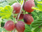 Preview: Ribes uva-crispa "Remarka" - Stachelbeere rot