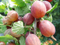 Preview: Ribes uva-crispa "Remarka" - Stachelbeere rot