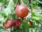 Preview: Ribes uva-crispa "Rexrot"(S) - Stachelbeere rot