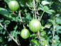 Preview: Ribes uva-crispa "Tatjana" - Stachelbeere grün