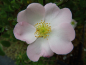 Preview: Rosa elliptica - Keilblättrige Rose
